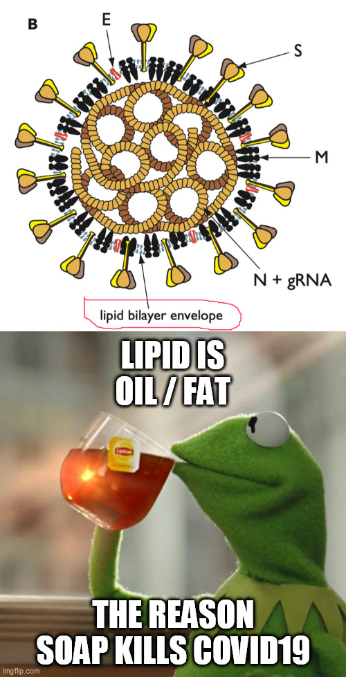 LIPID IS OIL / FAT; THE REASON SOAP KILLS COVID19 | image tagged in memes,but thats none of my business,cov 19 | made w/ Imgflip meme maker