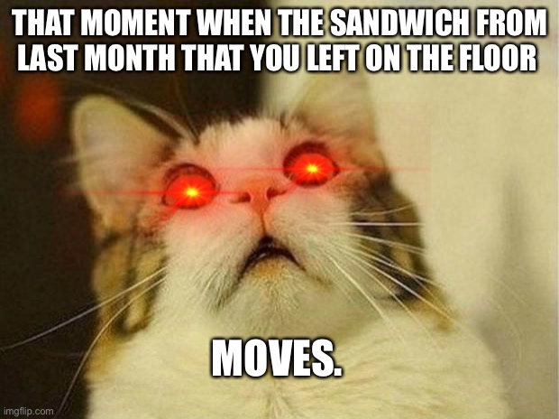Scared Cat | THAT MOMENT WHEN THE SANDWICH FROM LAST MONTH THAT YOU LEFT ON THE FLOOR; MOVES. | image tagged in memes,scared cat | made w/ Imgflip meme maker