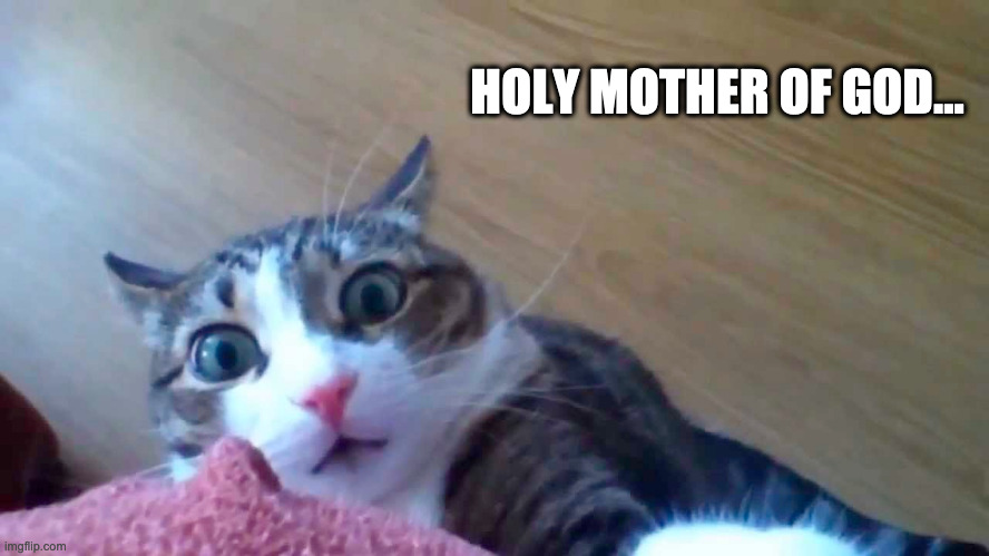 holy mother of god cat | HOLY MOTHER OF GOD... | image tagged in mother of god,shocked cat | made w/ Imgflip meme maker