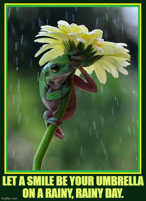 Most frogs like water, but Australian Tree Frogs try to avoid rain | LET A SMILE BE YOUR UMBRELLA
ON A RAINY, RAINY DAY. | image tagged in vince vance,frogs,flower,umbrella,raining,tree frog | made w/ Imgflip meme maker
