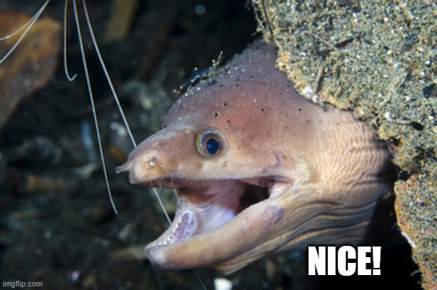 Happy Eel | NICE! | image tagged in happy eel | made w/ Imgflip meme maker
