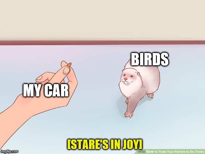 BIRDS; MY CAR | image tagged in the stare of joy | made w/ Imgflip meme maker