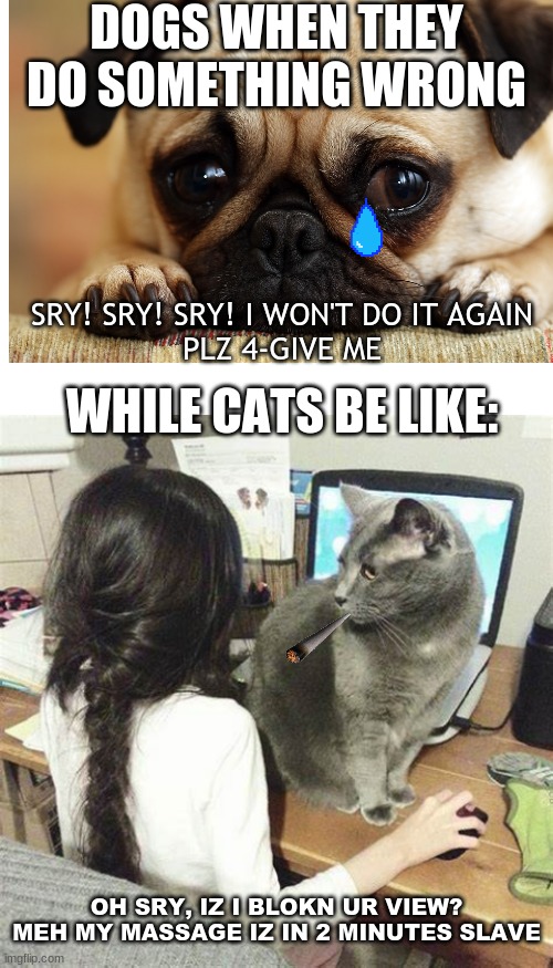 Dogs v.s. Catz | DOGS WHEN THEY DO SOMETHING WRONG; SRY! SRY! SRY! I WON'T DO IT AGAIN
PLZ 4-GIVE ME; WHILE CATS BE LIKE:; OH SRY, IZ I BLOKN UR VIEW? MEH MY MASSAGE IZ IN 2 MINUTES SLAVE | image tagged in blank white template | made w/ Imgflip meme maker