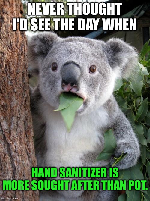 Hand sanitizer is a new drug | NEVER THOUGHT I’D SEE THE DAY WHEN; HAND SANITIZER IS MORE SOUGHT AFTER THAN POT. | image tagged in memes,surprised koala,drugs,coronavirus,pot,bad joke | made w/ Imgflip meme maker