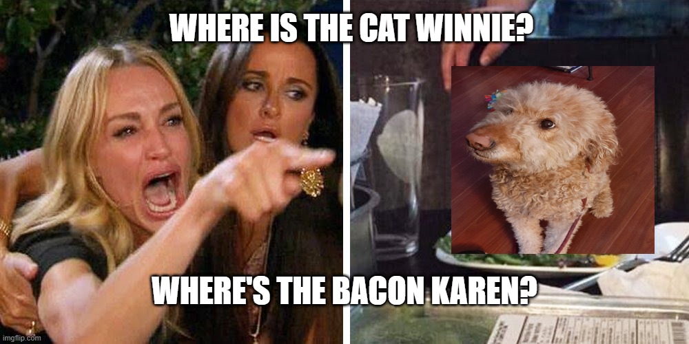 Smudge the cat | WHERE IS THE CAT WINNIE? WHERE'S THE BACON KAREN? | image tagged in smudge the cat | made w/ Imgflip meme maker