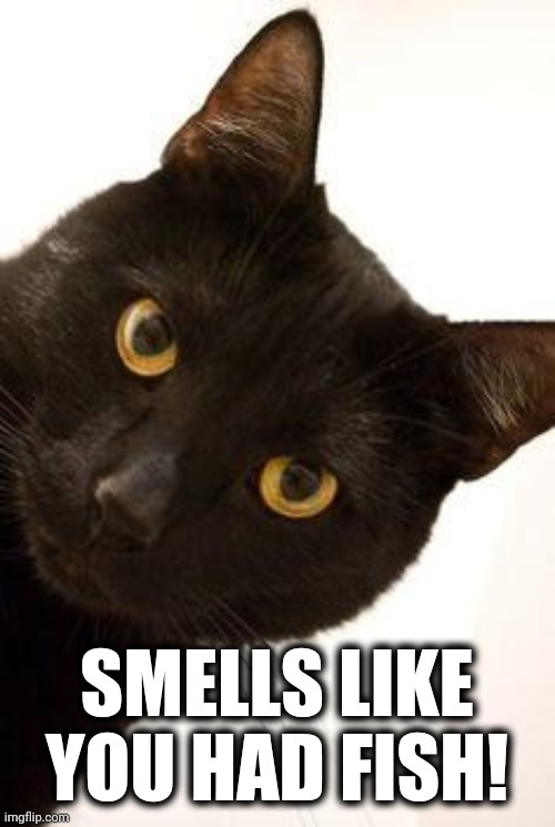 Black Cat being catty | SMELLS LIKE YOU HAD FISH! | image tagged in black cat being catty | made w/ Imgflip meme maker