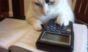 math cat twitter compatible Blank Meme Template