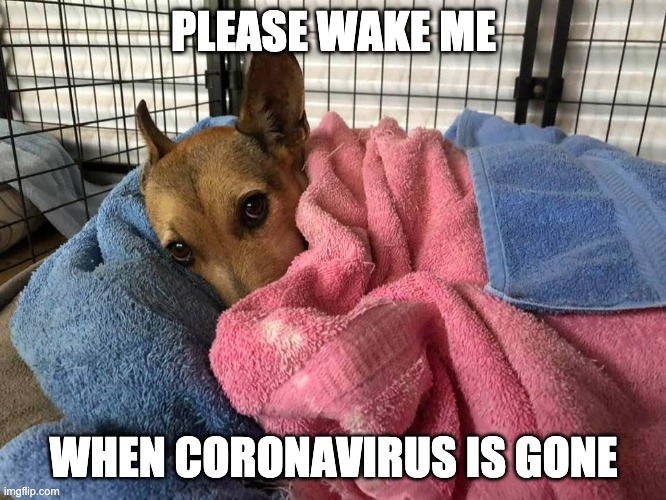 Coconut | PLEASE WAKE ME; WHEN CORONAVIRUS IS GONE | image tagged in coconut | made w/ Imgflip meme maker