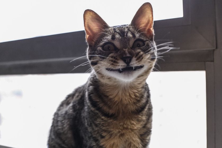 High Quality Grinning Cat Blank Meme Template