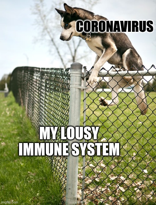 CORONAVIRUS; MY LOUSY IMMUNE SYSTEM | image tagged in immune system,coronavirus,meme | made w/ Imgflip meme maker