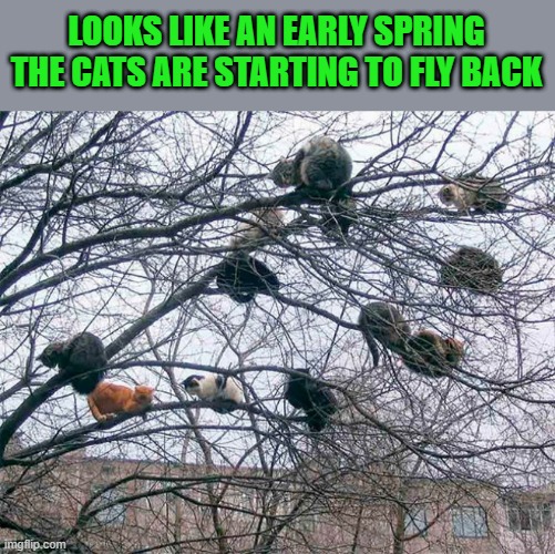 early spring | LOOKS LIKE AN EARLY SPRING THE CATS ARE STARTING TO FLY BACK | image tagged in cats in trees,spring | made w/ Imgflip meme maker
