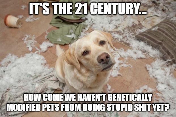 Bad dog | IT'S THE 21 CENTURY... HOW COME WE HAVEN'T GENETICALLY MODIFIED PETS FROM DOING STUPID SHIT YET? | image tagged in bad dog | made w/ Imgflip meme maker