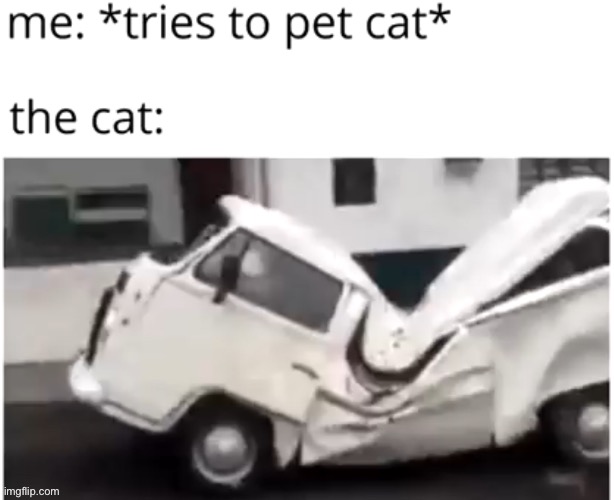 Is this relatable? | image tagged in cats | made w/ Imgflip meme maker