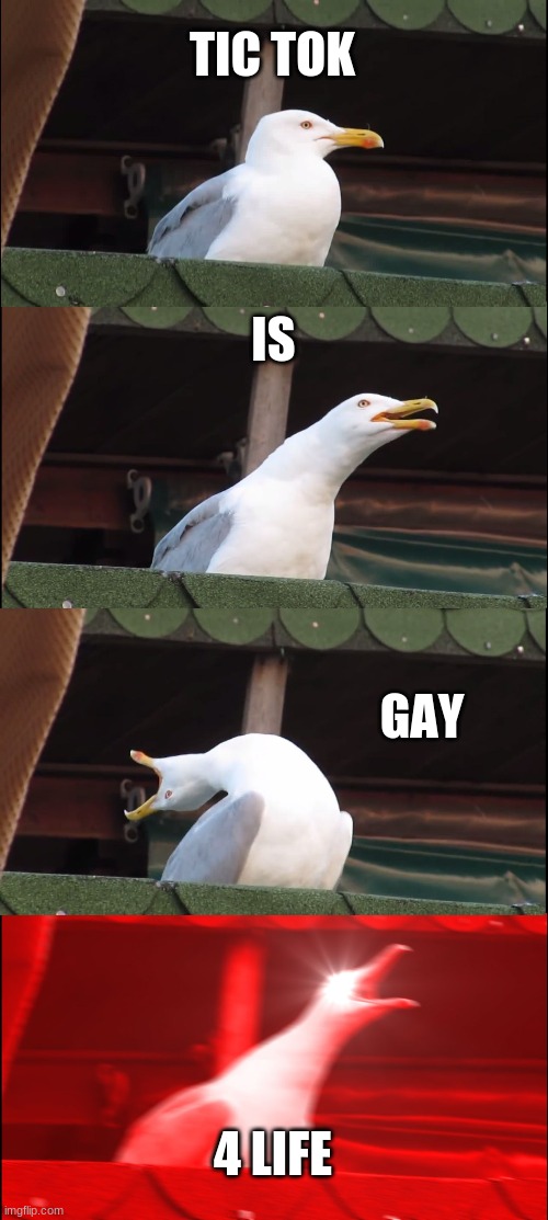 Inhaling Seagull Meme | TIC TOK; IS; GAY; 4 LIFE | image tagged in memes,inhaling seagull | made w/ Imgflip meme maker
