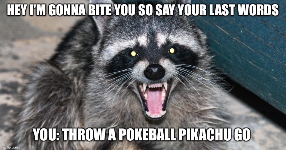 HEY I'M GONNA BITE YOU SO SAY YOUR LAST WORDS; YOU: THROW A POKEBALL PIKACHU GO | image tagged in raccoon | made w/ Imgflip meme maker