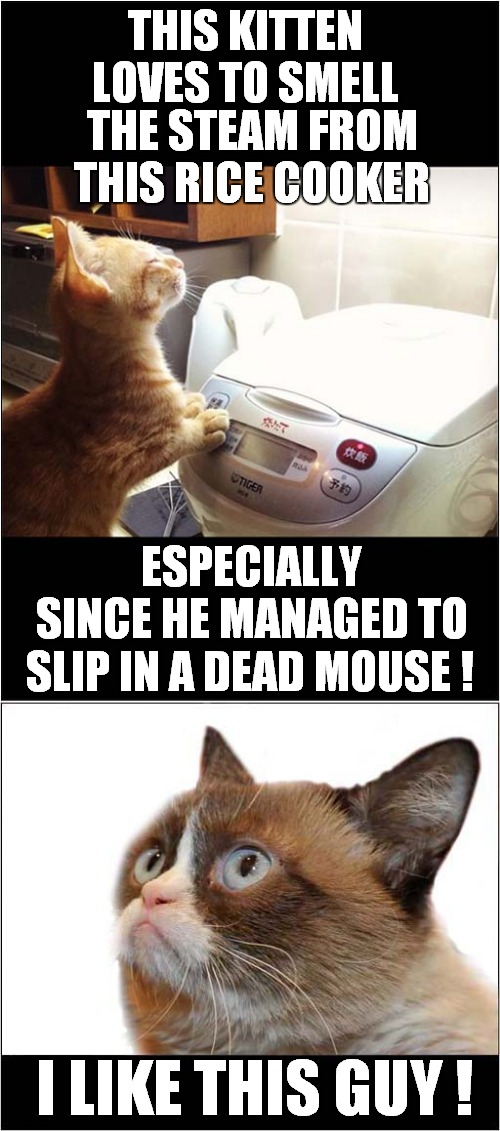 Grumpys Nice Mice Rice Creation | THIS KITTEN  LOVES TO SMELL; THE STEAM FROM THIS RICE COOKER; ESPECIALLY SINCE HE MANAGED TO; SLIP IN A DEAD MOUSE ! I LIKE THIS GUY ! | image tagged in fun,grumpy cat,mice,rice | made w/ Imgflip meme maker