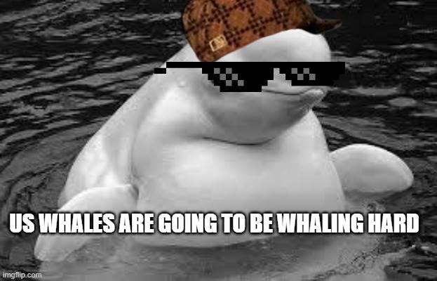 Whale | US WHALES ARE GOING TO BE WHALING HARD | image tagged in whale | made w/ Imgflip meme maker