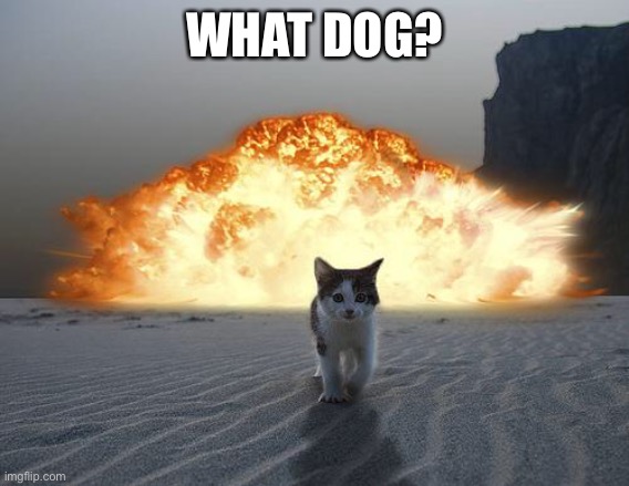 cat explosion | WHAT DOG? | image tagged in cat explosion | made w/ Imgflip meme maker
