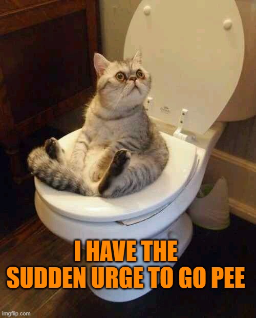 Toilet cat | I HAVE THE SUDDEN URGE TO GO PEE | image tagged in toilet cat | made w/ Imgflip meme maker