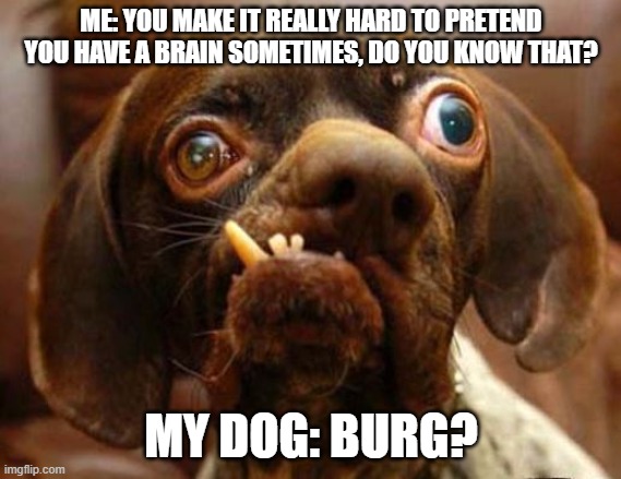 Brainless dog | ME: YOU MAKE IT REALLY HARD TO PRETEND YOU HAVE A BRAIN SOMETIMES, DO YOU KNOW THAT? MY DOG: BURG? | image tagged in stupid dog face,nonsense | made w/ Imgflip meme maker