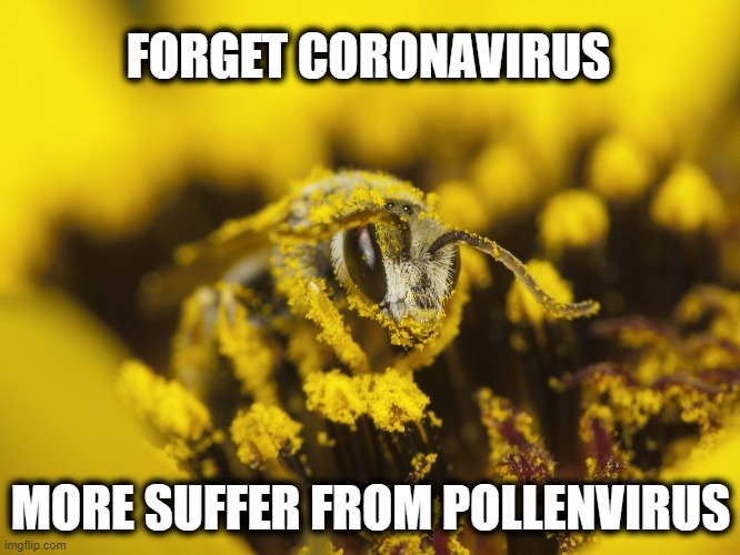 FORGET CORONAVIRUS; MORE SUFFER FROM POLLENVIRUS | image tagged in coronavirus,pollen,spring,flowers,allergies,sneezing | made w/ Imgflip meme maker