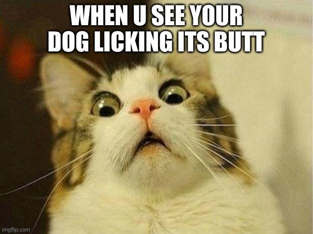 Scared Cat | WHEN U SEE YOUR DOG LICKING ITS BUTT | image tagged in memes,scared cat | made w/ Imgflip meme maker