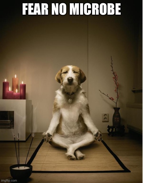 dog meditation funny | FEAR NO MICROBE | image tagged in dog meditation funny | made w/ Imgflip meme maker