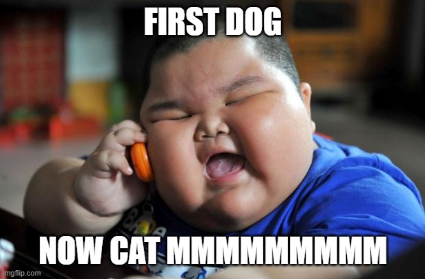 Fat Asian Kid | FIRST DOG NOW CAT MMMMMMMMM | image tagged in fat asian kid | made w/ Imgflip meme maker