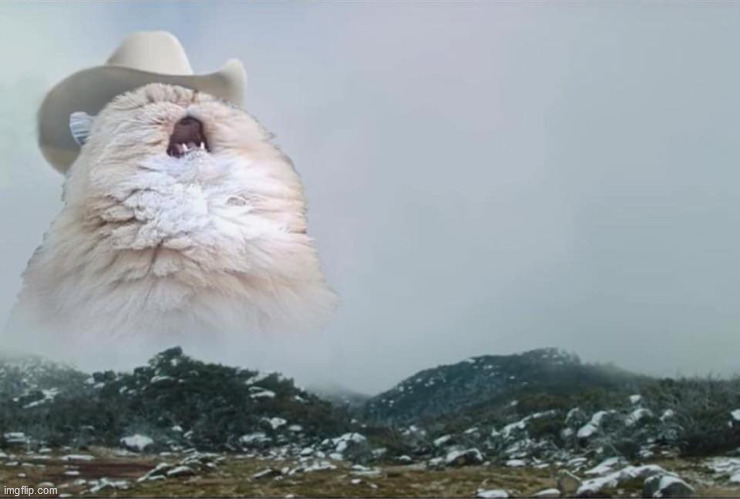 Screaming Cowboy Cat | image tagged in screaming cowboy cat | made w/ Imgflip meme maker