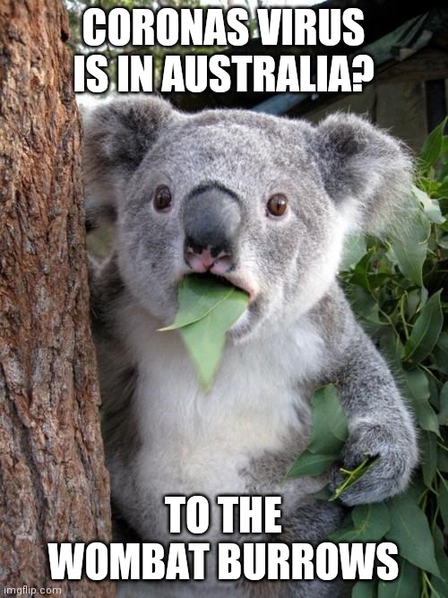 Surprised Koala Meme | CORONAS VIRUS IS IN AUSTRALIA? TO THE WOMBAT BURROWS | image tagged in memes,surprised koala | made w/ Imgflip meme maker