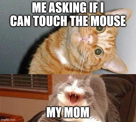 ME ASKING IF I CAN TOUCH THE MOUSE; MY MOM | image tagged in cats | made w/ Imgflip meme maker