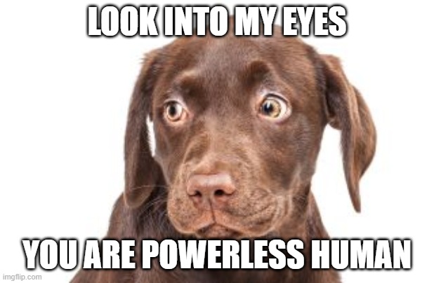 puppy | LOOK INTO MY EYES; YOU ARE POWERLESS HUMAN | image tagged in animals | made w/ Imgflip meme maker