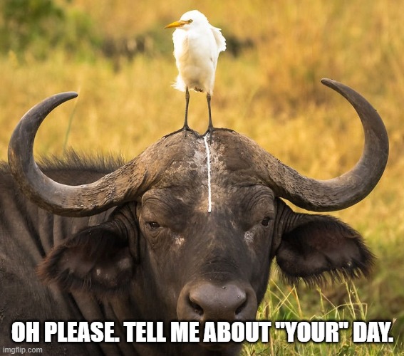 Your Day | OH PLEASE. TELL ME ABOUT "YOUR" DAY. | image tagged in animals | made w/ Imgflip meme maker