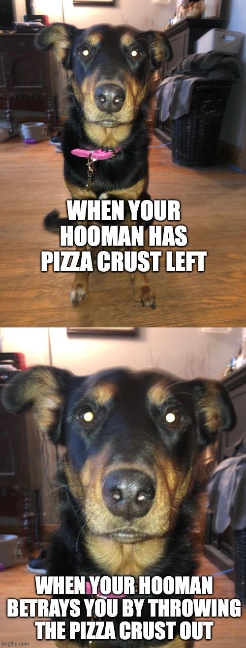 I want pizza | WHEN YOUR HOOMAN HAS PIZZA CRUST LEFT; WHEN YOUR HOOMAN BETRAYS YOU BY THROWING THE PIZZA CRUST OUT | image tagged in dog | made w/ Imgflip meme maker