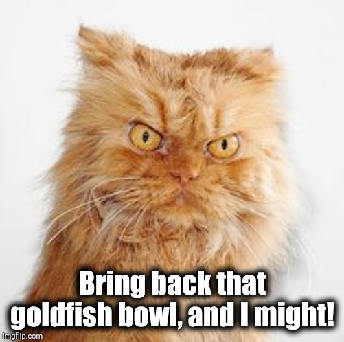 mean cat | Bring back that goldfish bowl, and I might! | image tagged in mean cat | made w/ Imgflip meme maker