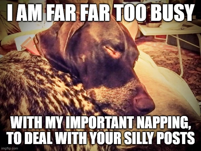 I  am a busy dog | I AM FAR FAR TOO BUSY; WITH MY IMPORTANT NAPPING,
TO DEAL WITH YOUR SILLY POSTS | image tagged in dogs,nap | made w/ Imgflip meme maker