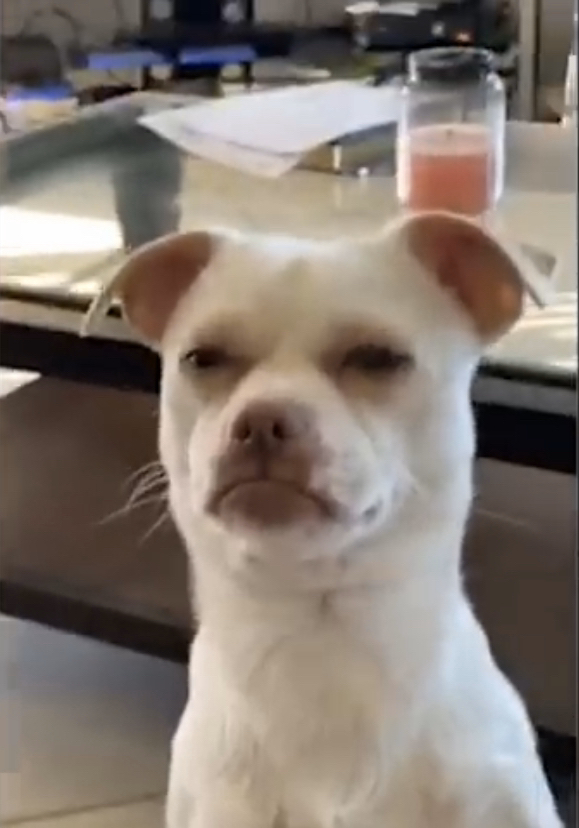 High Quality disappointed dog Blank Meme Template