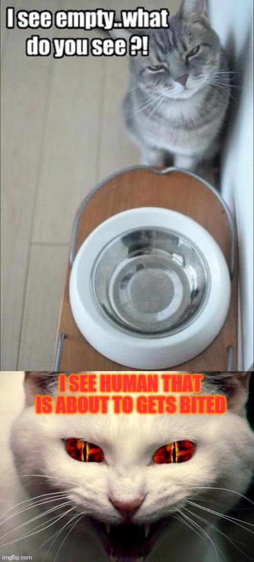Fill bowl now | I SEE HUMAN THAT IS ABOUT TO GETS BITED | image tagged in memes,cats,44colt,cat food | made w/ Imgflip meme maker