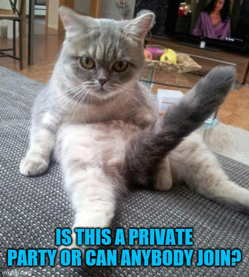 Sexy Cat Meme | IS THIS A PRIVATE PARTY OR CAN ANYBODY JOIN? | image tagged in memes,sexy cat | made w/ Imgflip meme maker