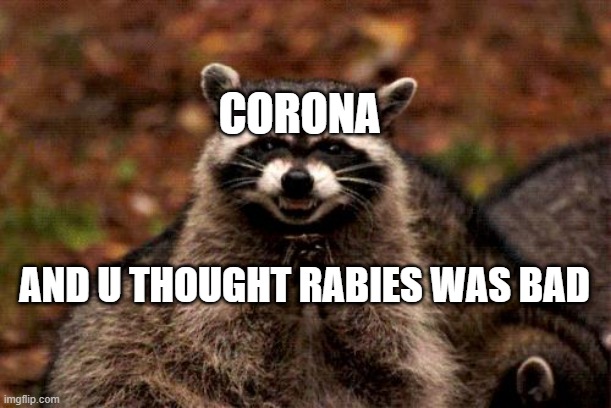 Evil Plotting Raccoon Meme | CORONA; AND U THOUGHT RABIES WAS BAD | image tagged in memes,evil plotting raccoon | made w/ Imgflip meme maker