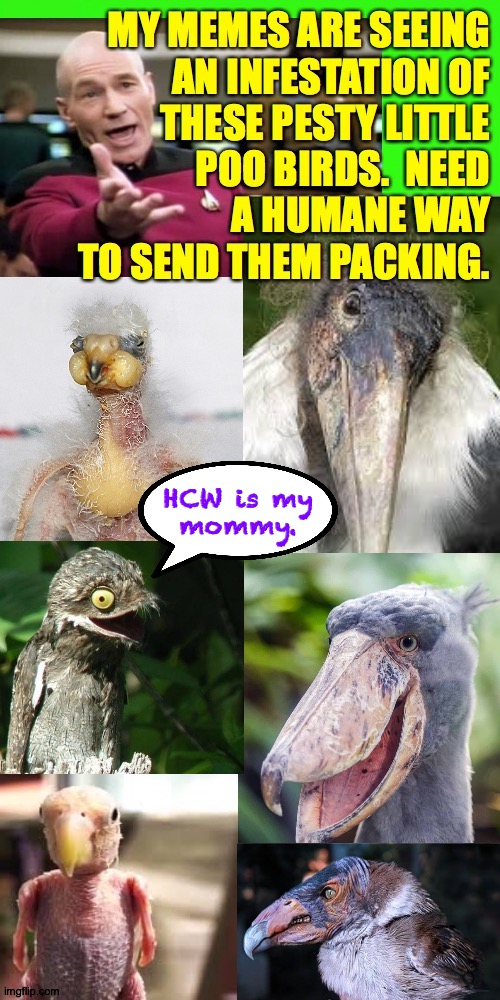 Do you recognize yourself? | HCW is my
mommy. | image tagged in memes,poo birds,this means you,babysitting,scram,no good deed goes unpunished | made w/ Imgflip meme maker