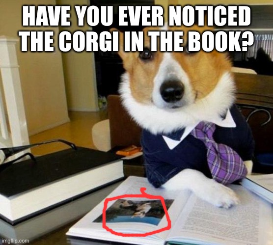Feeling cute, might read a book later. Still corgi week | HAVE YOU EVER NOTICED THE CORGI IN THE BOOK? | image tagged in lawyer dog | made w/ Imgflip meme maker