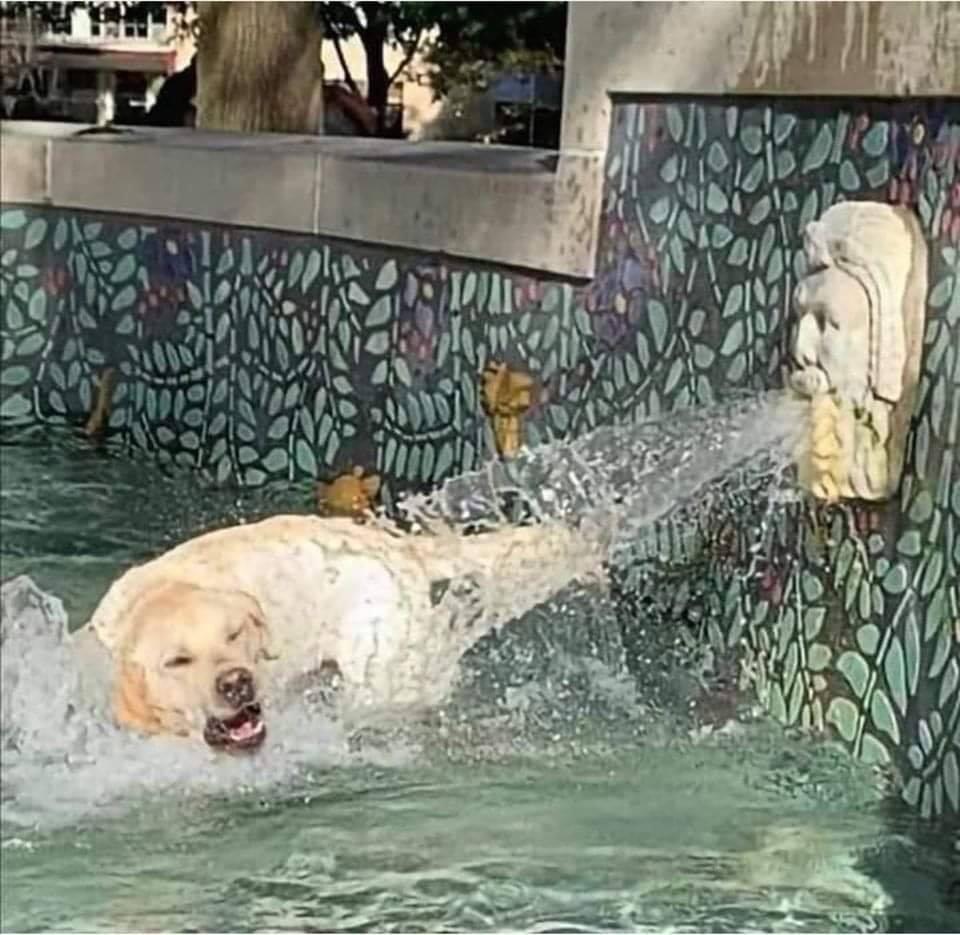 Dog getting soaked Blank Meme Template