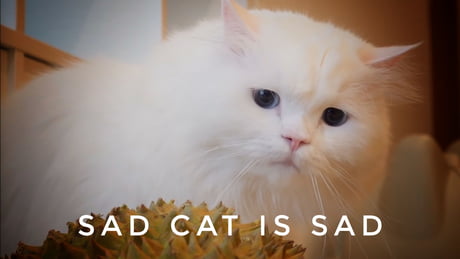 Sad cat is sad Blank Meme Template