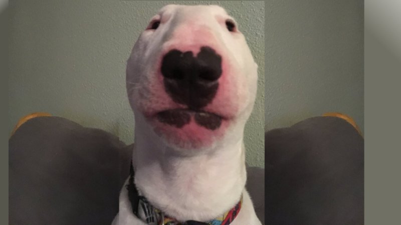 High Quality Walter The Dog Blank Meme Template