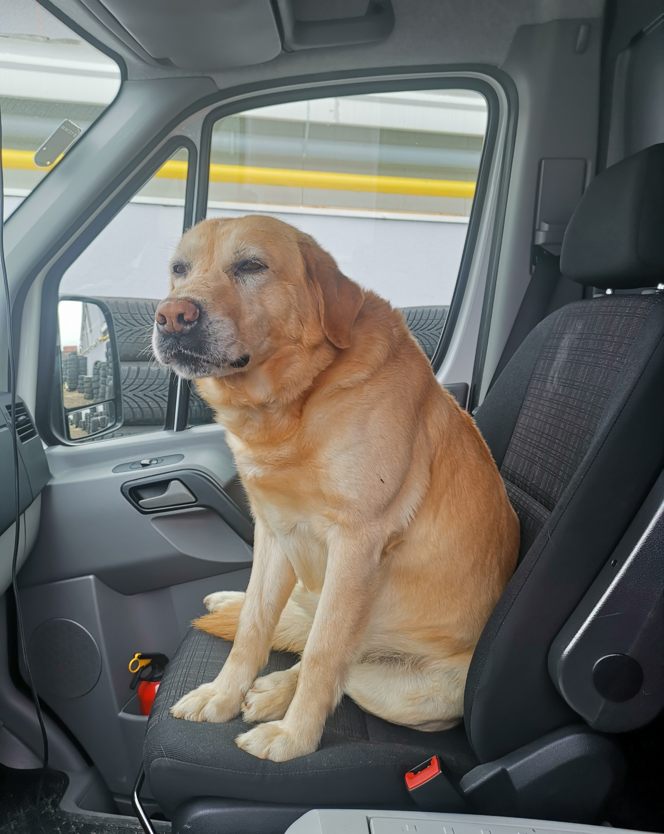 Athos The LabraDog Blank Meme Template