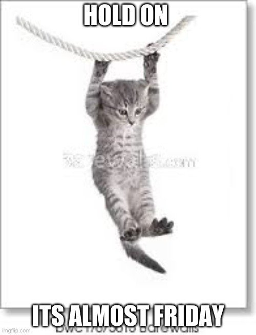 HOLD ON; ITS ALMOST FRIDAY | image tagged in cats | made w/ Imgflip meme maker
