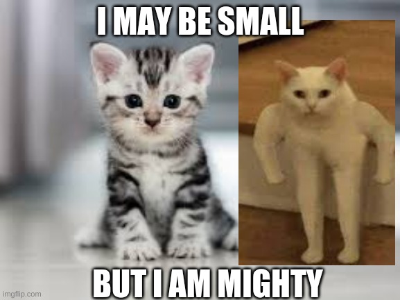 I MAY BE SMALL; BUT I AM MIGHTY | image tagged in cats | made w/ Imgflip meme maker