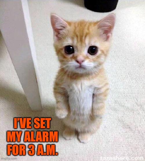Cute Cat Meme | I’VE SET MY ALARM FOR 3 A.M. | image tagged in memes,cute cat | made w/ Imgflip meme maker