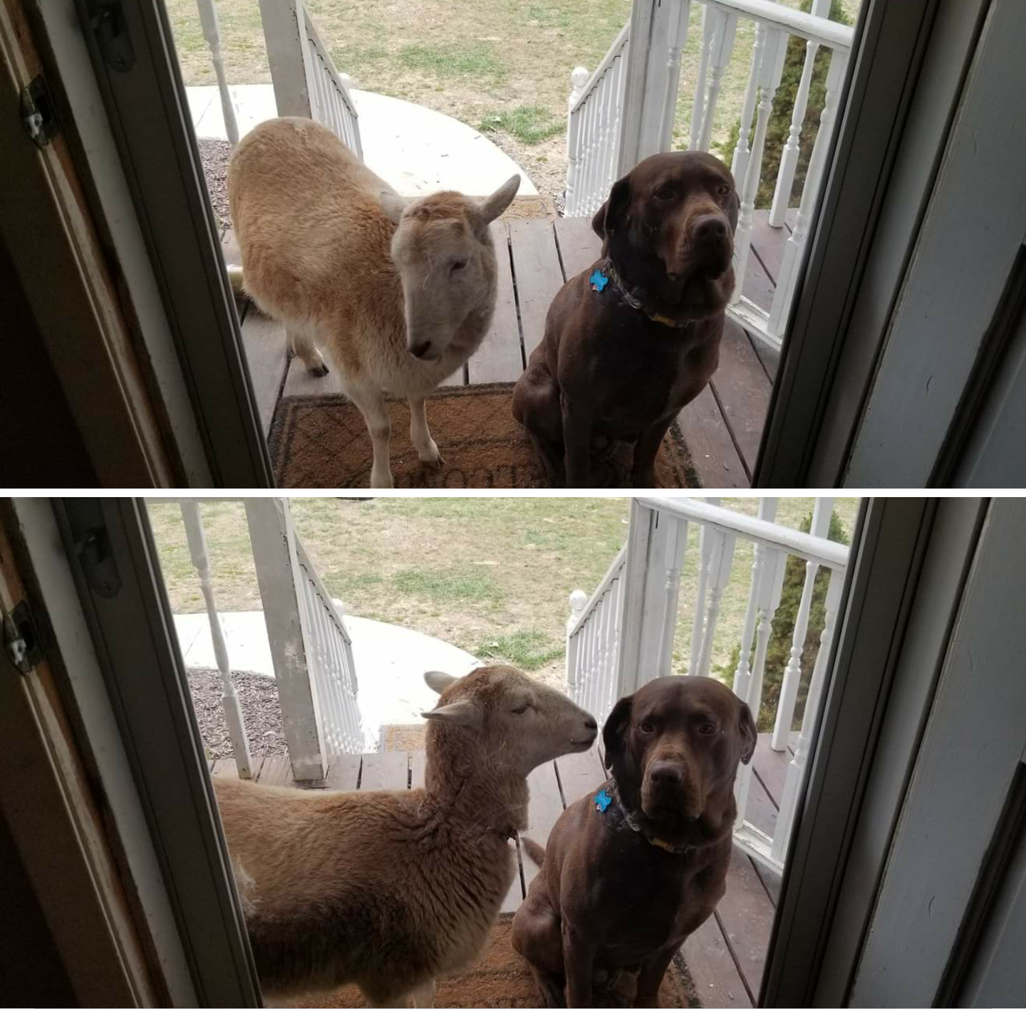 High Quality Sheep bothering dog Blank Meme Template